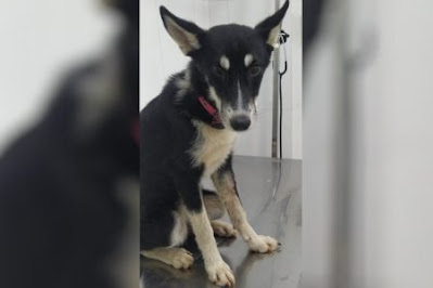 Mulher tem pet cremado por engano e clínica diz que houve “errinho”