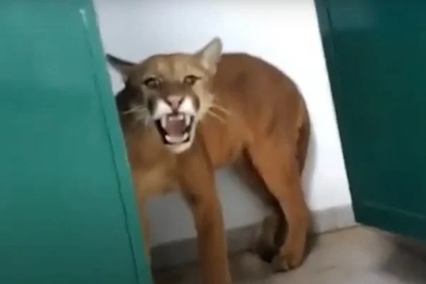 Vídeo: Criança de 9 anos acha onça no vestiário da escola; assista