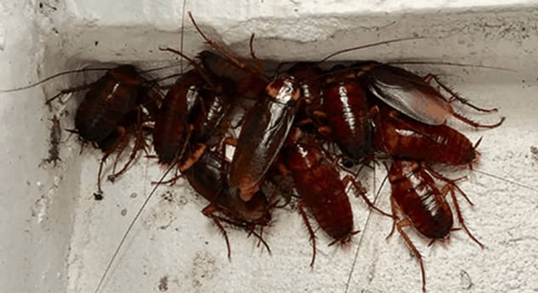 Empresa oferece R$ 10 mil para moradores encherem a casa de baratas voadoras