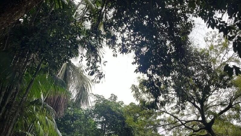 Cientistas da UEA e do Reino Unido publicam estudo sobre geração de chuvas na Amazônia